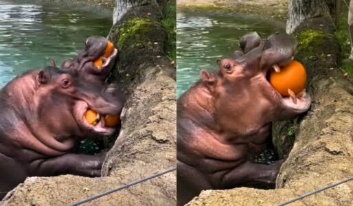 Hungry Hippos Eat Whole Pumpkins at Zoo