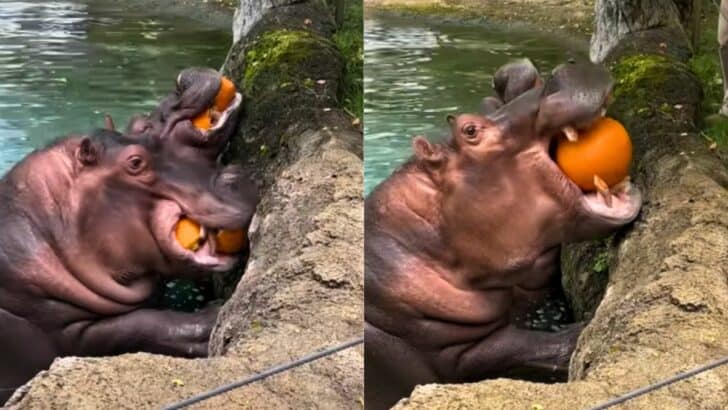 Hungry Hippos Eat Whole Pumpkins at Zoo