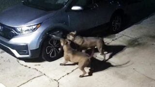 pit bull dogs destroy car