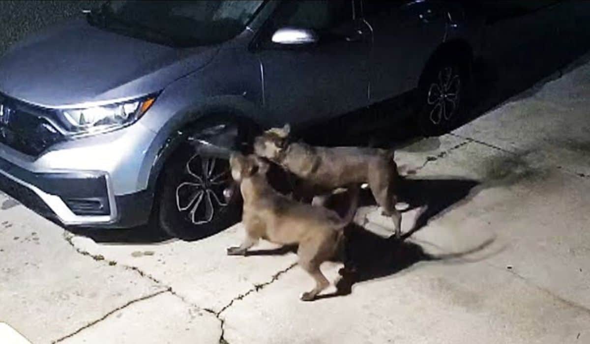 pit bull dogs destroy car