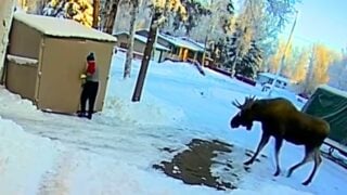 man escapes moose attack