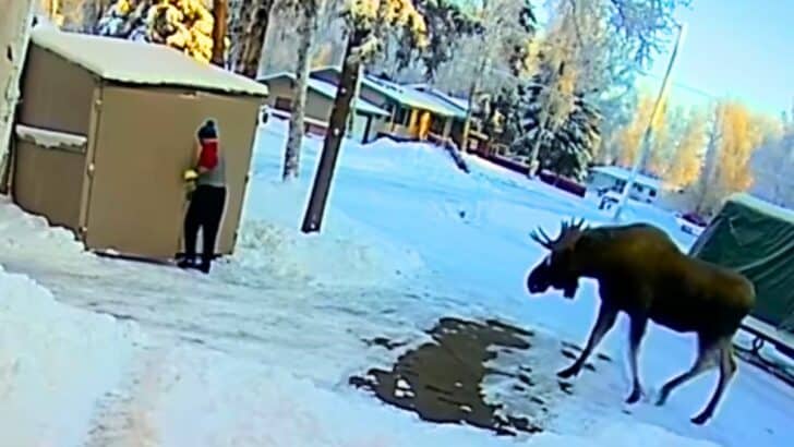 Smooth Exit: Alaska Man Narrowly Escapes Moose Attack