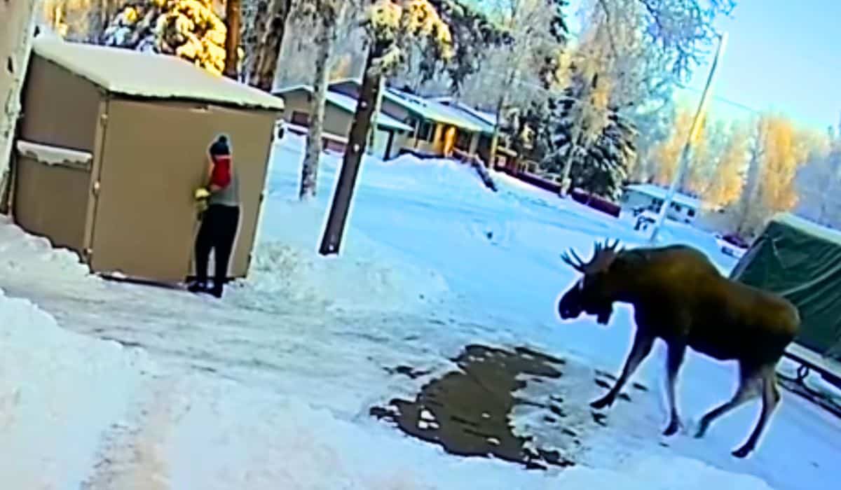 man escapes moose attack