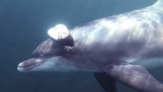 wild dolphin brings diver gift