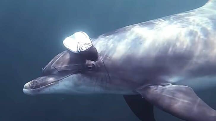Wild Dolphin Brings Diver an Amazing Gift