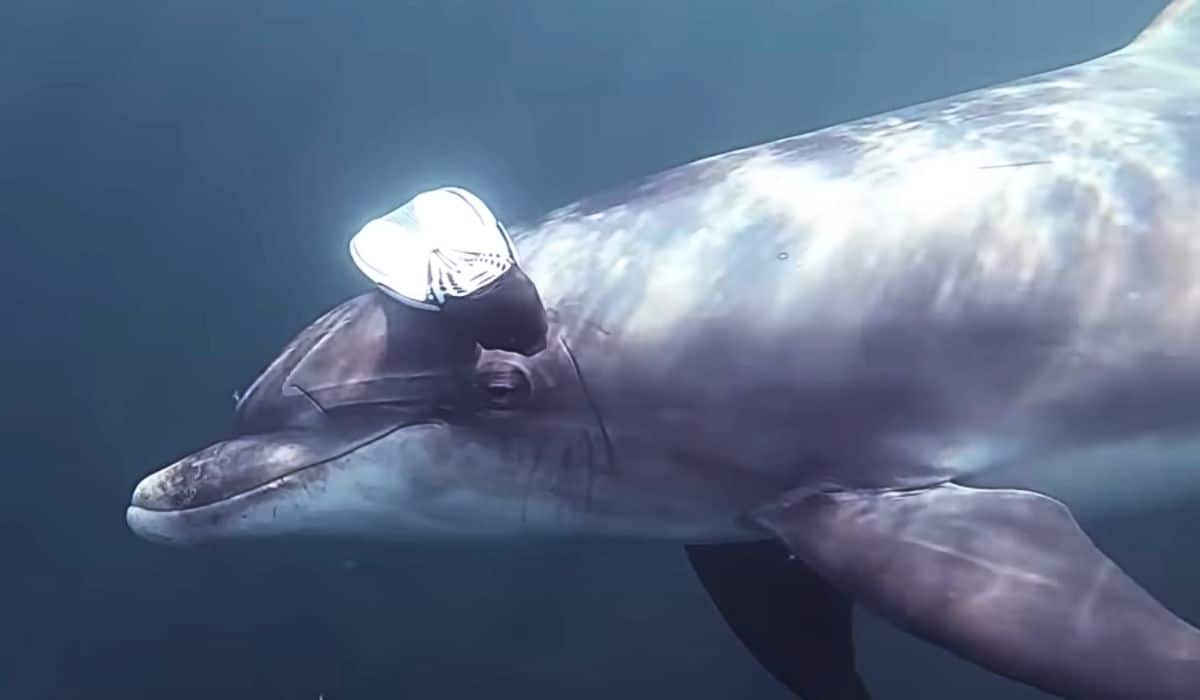 wild dolphin brings diver gift