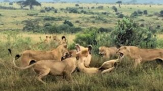 female lions attack lion