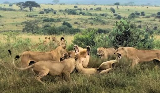 A Group of Female Lions Attack Lone Male Lion in the Most Intense Attack