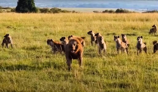Single Lion Vs. 30 Hyenas