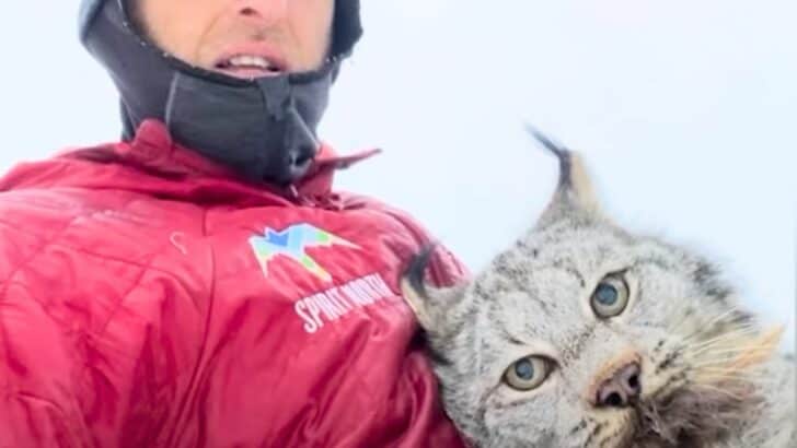 Farmer Lectures Wild Lynx in British Colombia