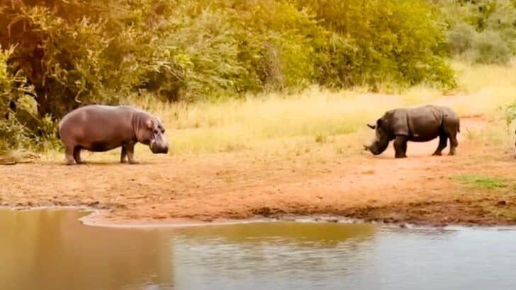 Incredible Safari Footage: Standoff Between Hippo and Rhino