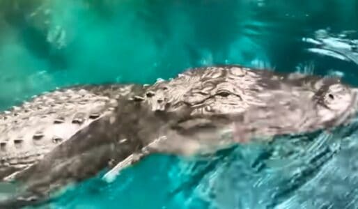 Florida Woman on Paddle Board Almost Bitten By Alligator