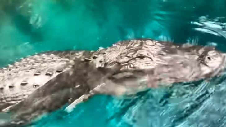 Florida Woman on Paddle Board Almost Bitten By Alligator