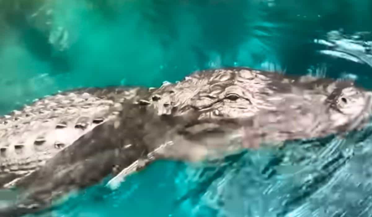 alligator tries to bite woman on paddleboard