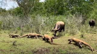 buffalo mothe tries to save baby from komodo dragons