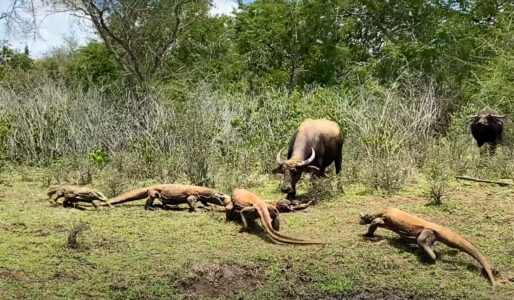 Mother Buffalo Tries to Save Baby From Komodo Dragons