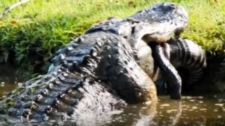 alligator eats another alligator