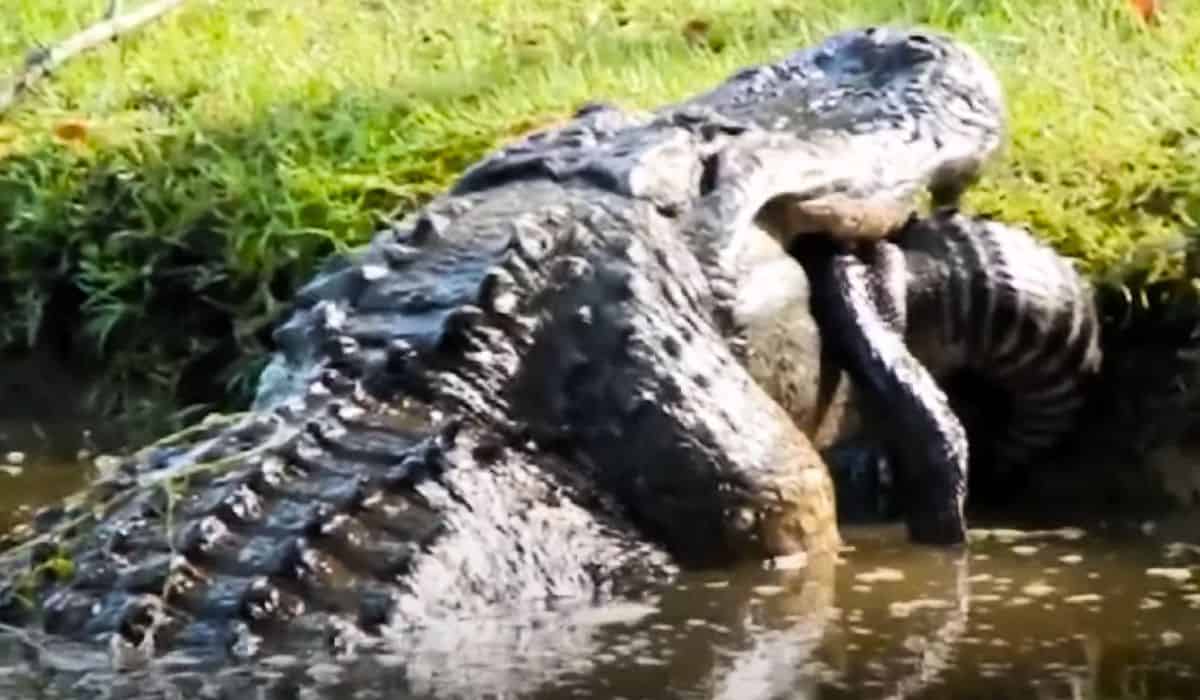 alligator eats another alligator