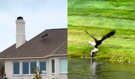 Bald Eagle Catches Huge Fish in Indianapolis Suburb