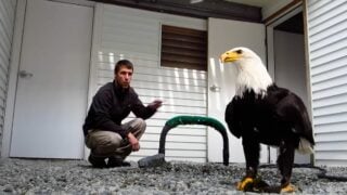 man teaches bald eagle to play fetch