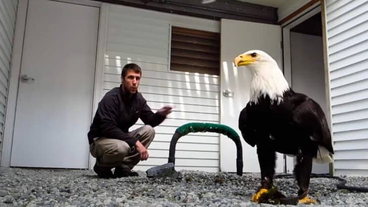 Epic Friendship: Man Plays Fetch With Bald Eagle!