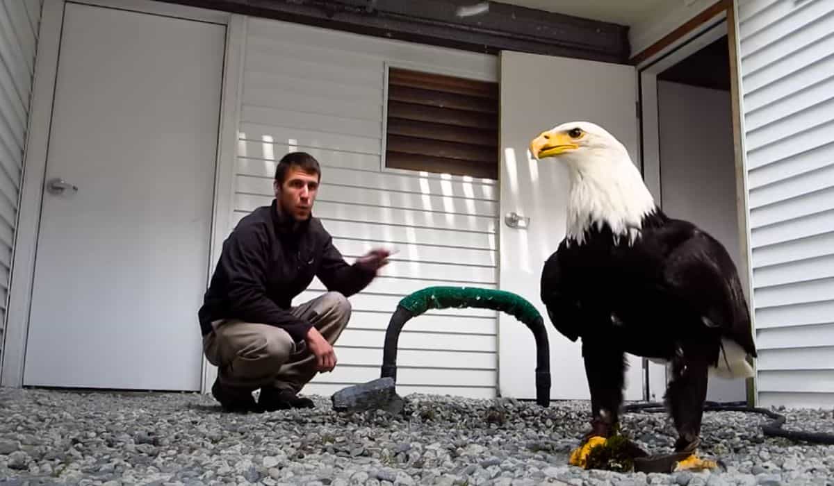 man teaches bald eagle to play fetch