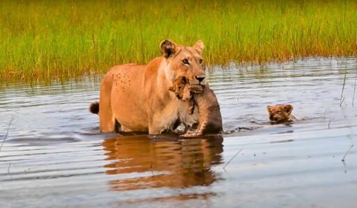 Baby Lion Cubs Carried Across River by Mother Lion