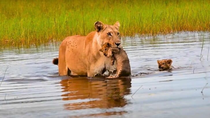 Baby Lion Cubs Carried Across River by Mother Lion