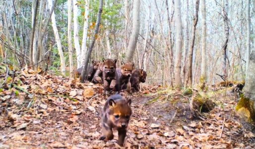 The Most Adorable Footage of Baby Wolves in Minnesota