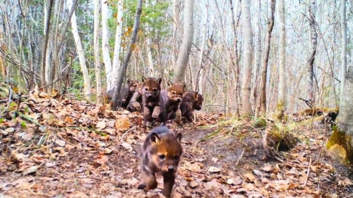 The Most Adorable Footage of Baby Wolves in Minnesota