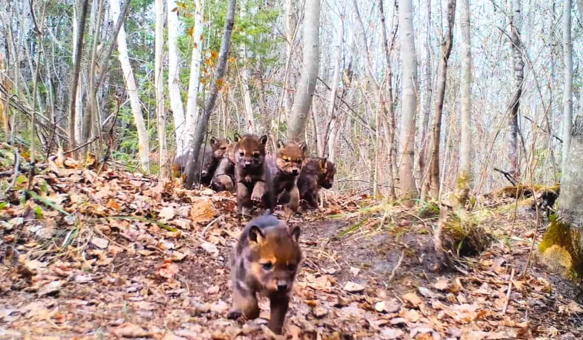 baby wolves in minnesota