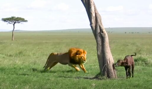 Hungry Lion Preys on Baby Buffalo