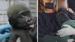 baby gorilla transferred to cleveland