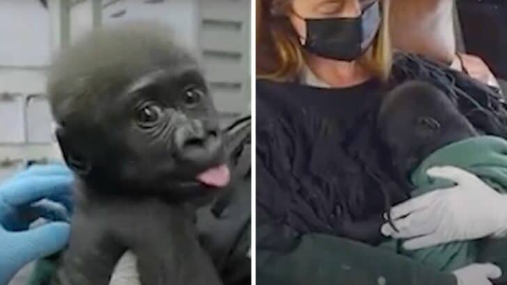 Baby Gorilla Transferred to Foster Parents at Cleveland Zoo