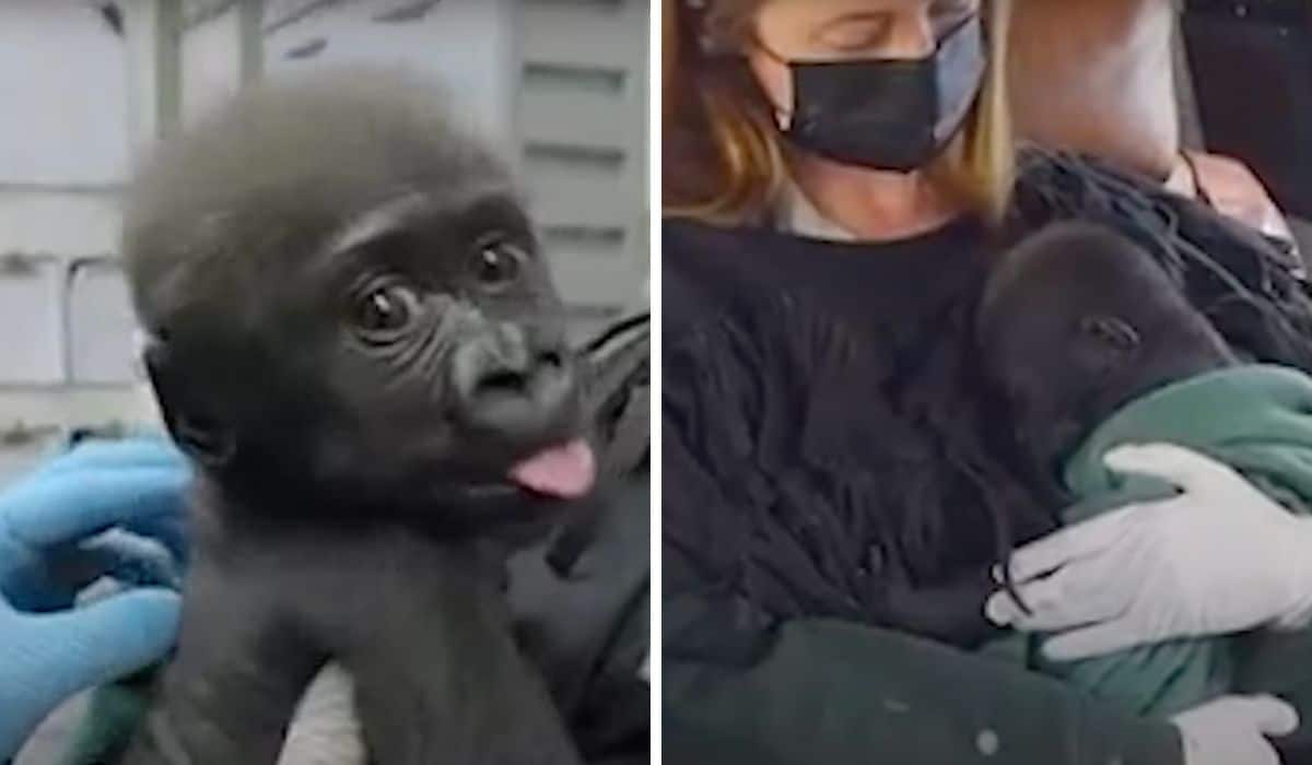 baby gorilla transferred to cleveland