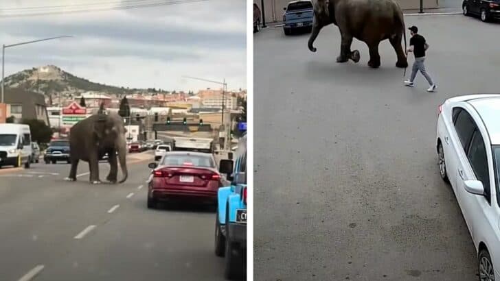 Escaped Elephant Takes a Walk in Montana