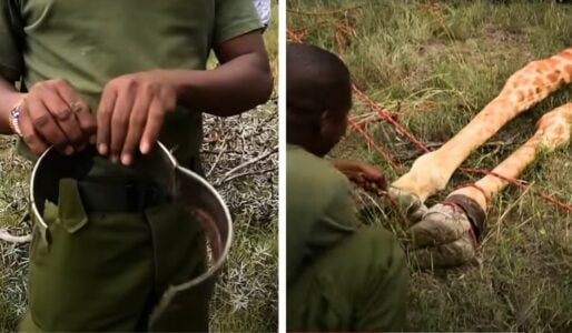Amazing Rescue of Giraffe with Metal Ring Digging Into Its Skin