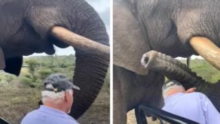 elephant steals hat