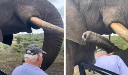 Sneaky Elephant Steals Dad’s Hat on Safari
