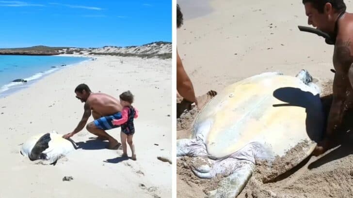 Dad Saves Stranded Sea Turtle Baking in the Sun