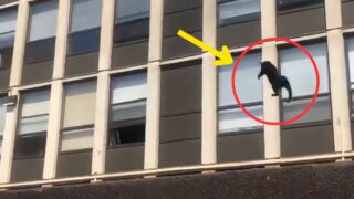 cat jumps from burning building