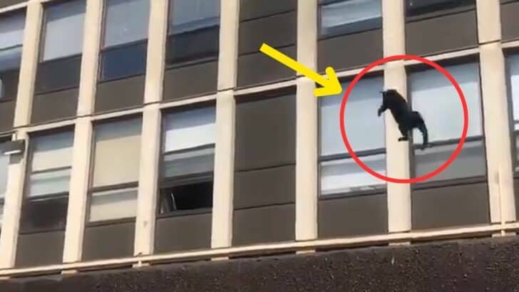 Chicago Cat Survives Jump From 5th Floor of Burning Building