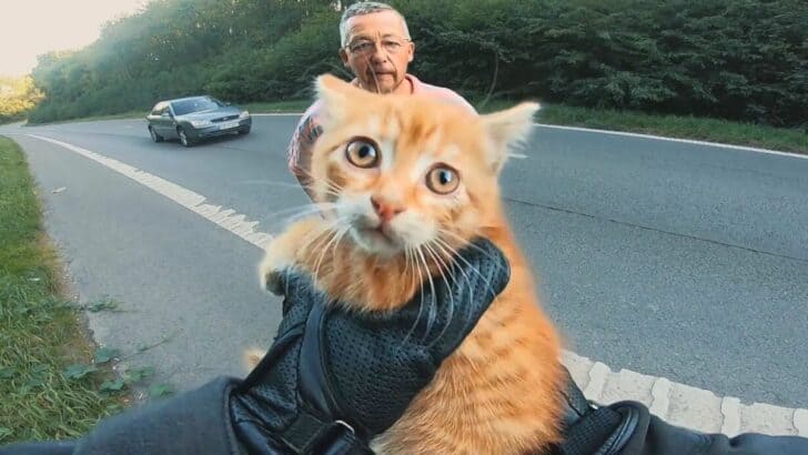 Man On Motorbike Rescues Cat From Highway