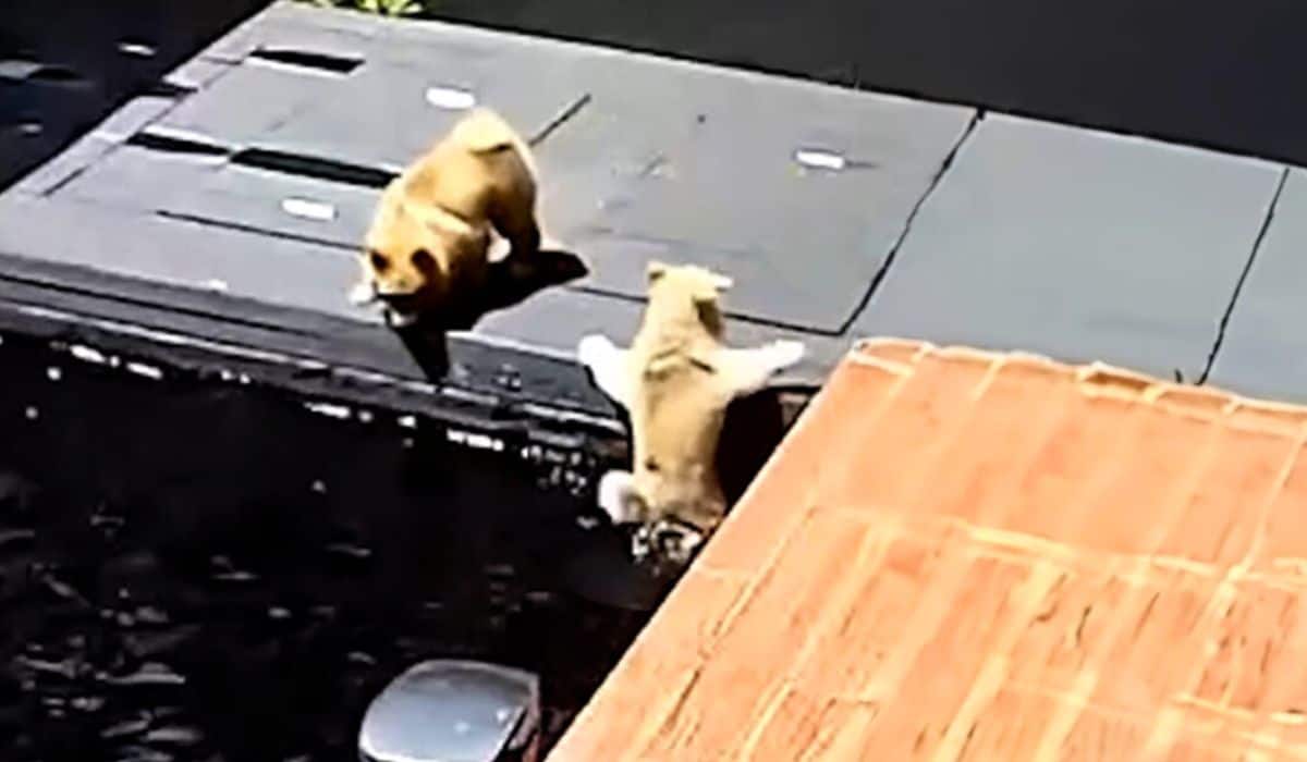 dog saves another dog