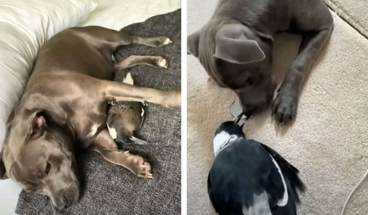 dog and magpie are best friends