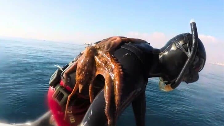 Octopus Stuck to Diver’s Back and Won’t Come Off
