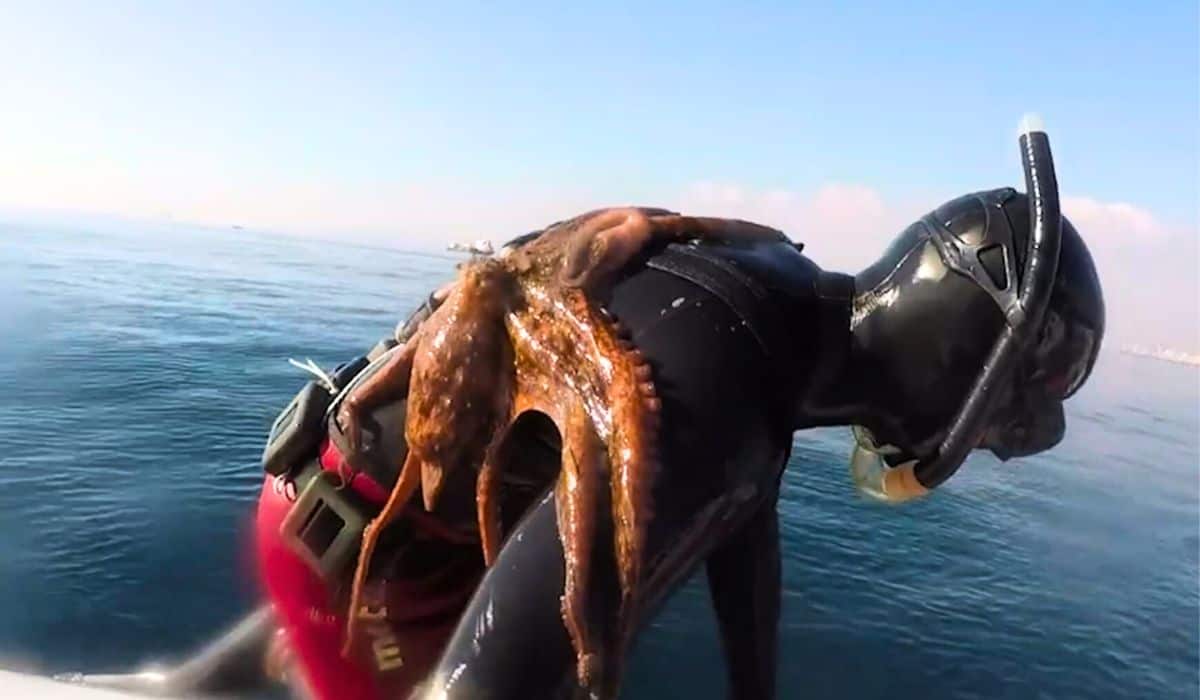 octopus stuck to diver's back
