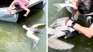 man saves pelican