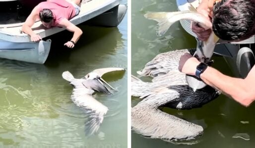Man Saves Pelican Choking on Fish at the Last Second