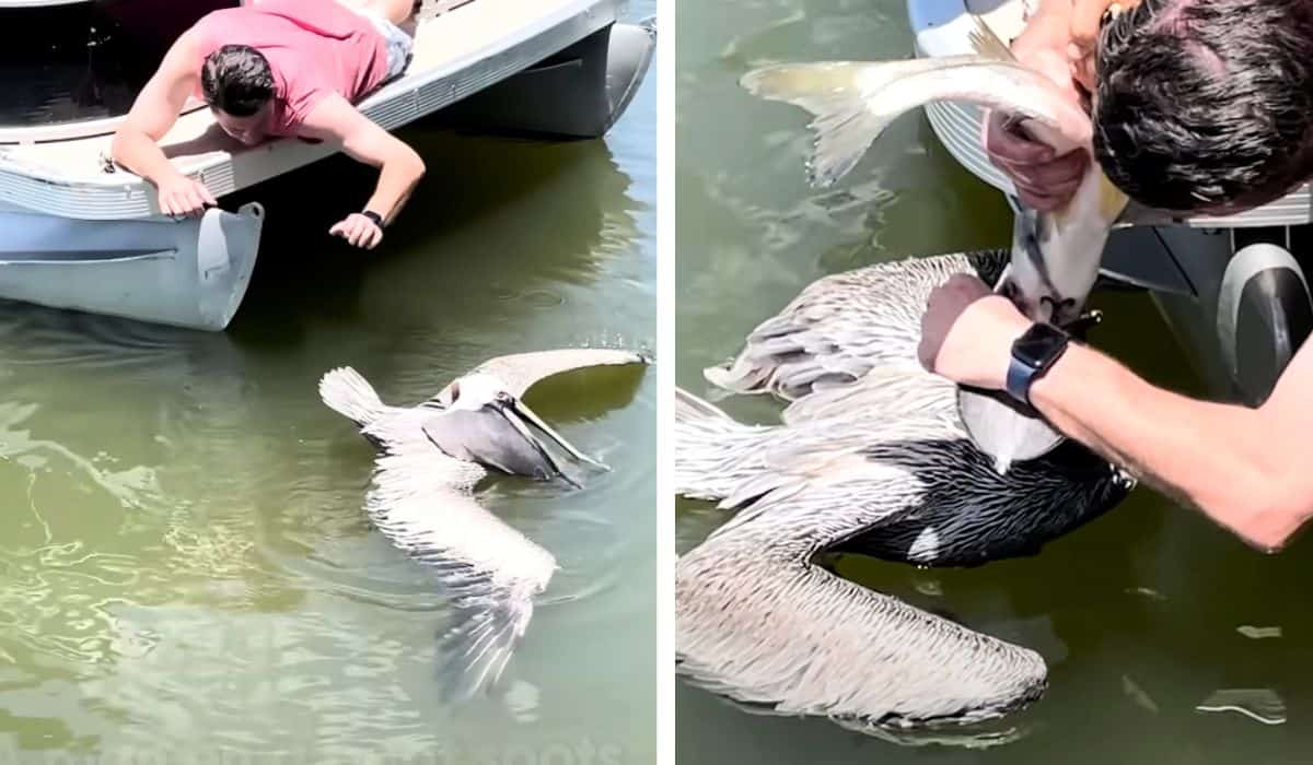 man saves pelican